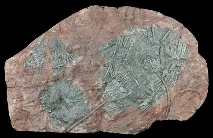 Moroccan Crinoid (Scyphocrinites) Plate #61212